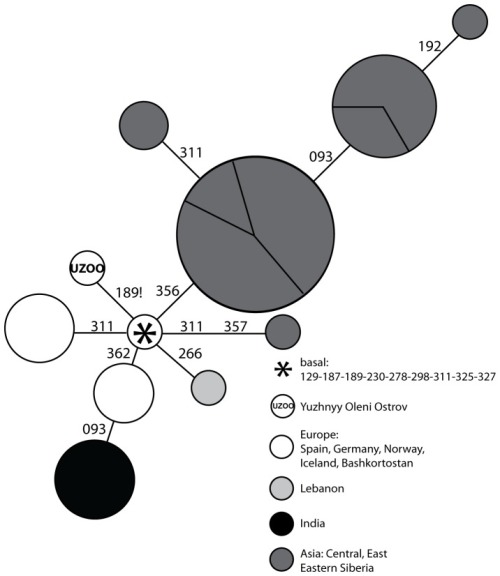 Network representation of C1 HVR-I sequences in Mesolithic Yuzhnyy Oleni Ostrov and modern Eurasian populations. Each haplotype is represented by a circle, the area of which is proportional to the number of individuals that were found to carry this haplotype in the literature. The haplotypes are colour-coded according to their geographical location: India (black), Asia (dark grey), Lebanon (light grey), and Europe (white). Each section of the circles represents individuals sampled from a same population. Mutations are all substitutions and are reported according to the Reconstructed Sapiens Reference Sequence minus 16000. The star represents the hypervariable region-I haplotype that characterizes the root of the C1 clade. The haplotype labeled ‘UZOO’ is the hypervariable region-I haplotype sequenced from individuals of the archaeological site of Yuzhnyy Oleni Ostrov. All the other haplotypes were found in modern populations.