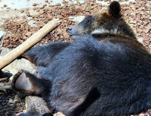 A sleeping Japanese black bear. Ursus thibetanus japonicus.