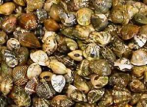 Asari clams