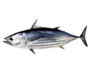 Arctic bonito or Skipjack tuna (Katsuwonus pelamis) Source 