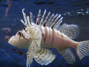 Japanese Lionfish, Luna Lion Fish or Pterois lunulata